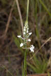 Snowy orchid